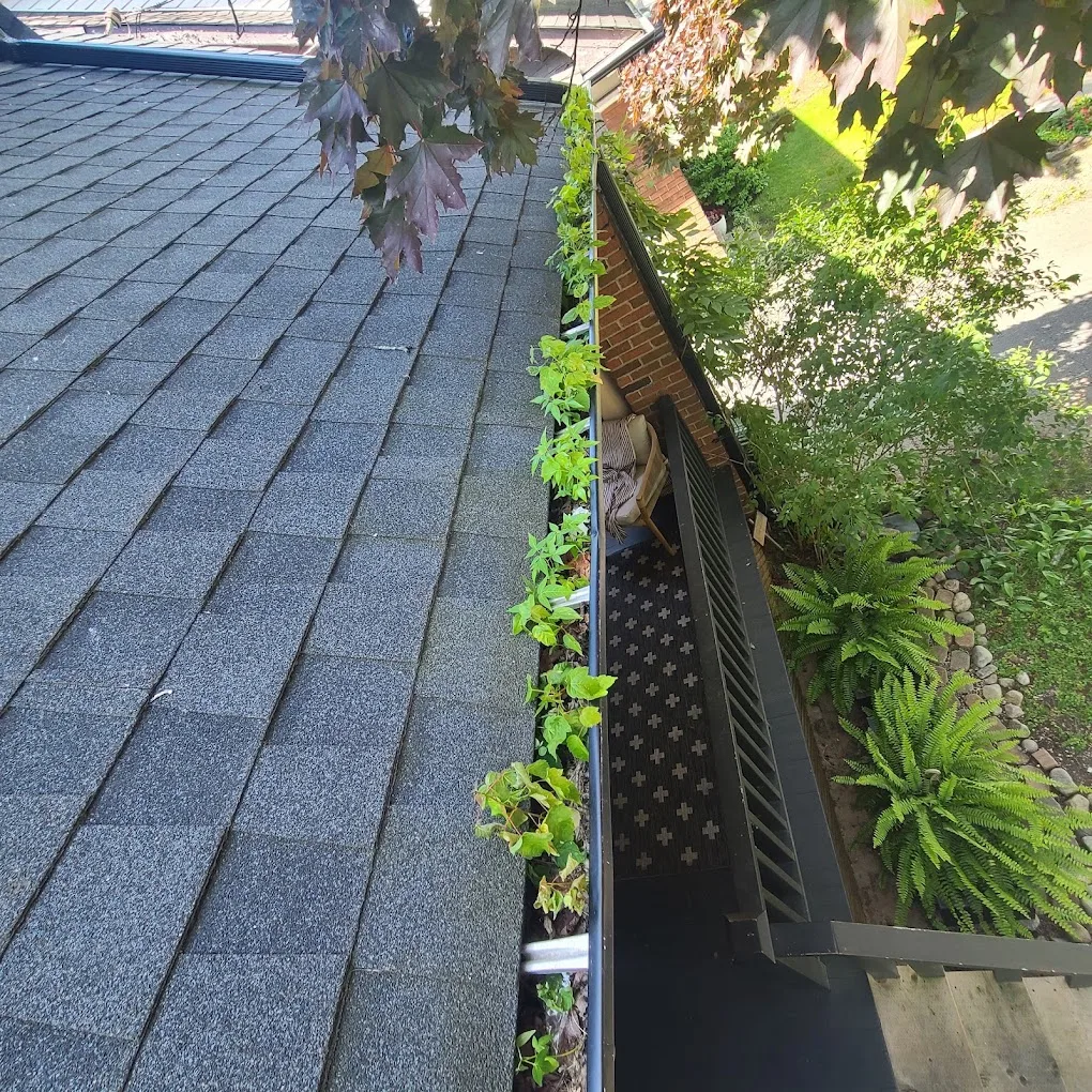 Overgrown gutter before debris removal